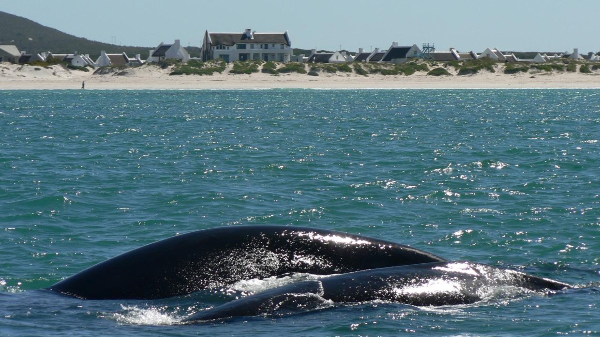 Whale in the bay Struisbaai - Langezandt Fisherman's Village Struisbaai Development and Lifestyle Living Banner